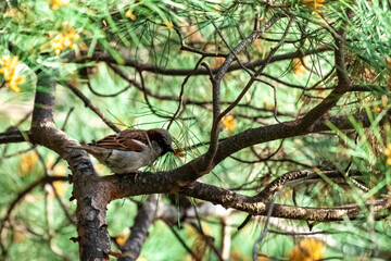 one small female sparrow resting on the branched filled with pine needle in the park