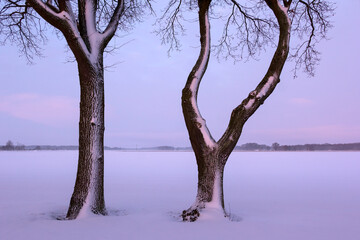 Two beautiful trees stand on the edge of a field.