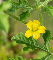 Yellow watermelon flower with green leaves