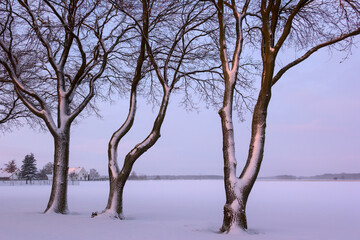 Three beautiful trees stand on the edge of a field.