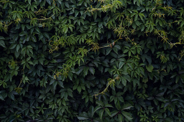 Common hops (climbing) — herbaceous perennial liana.