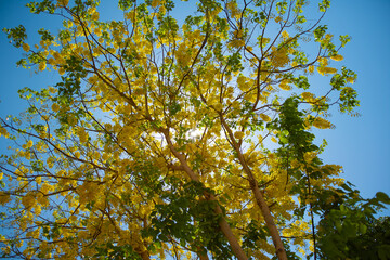 Yellow tree and sky of Luxor.