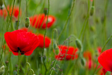 Klatschmohn