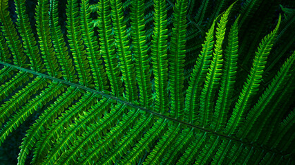 Fern leaves background texture.  Dark green foliage for background.  Copy space, wallpaper.