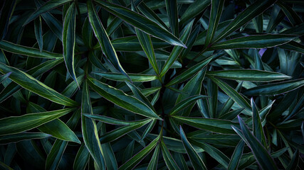 Background texture of foliage in Tidewater Green 2021. Dark green foliage for background.  Copy space, wallpaper.