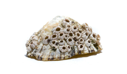 Seashell With Holes
