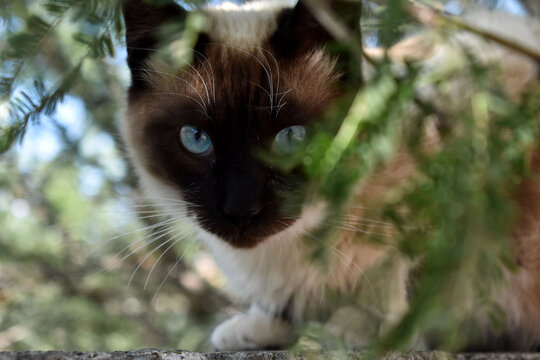 Gato blanco y caf&eacute; con ojos azules 