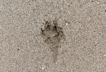 Huella de perro en la arena 