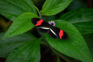 Mariposa
