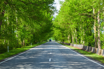 Asphalt road through green swamp trees, Georgia