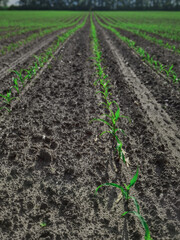 The growth and development of corn plants.