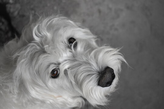 perro blanco viendo a la c&aacute;mara 