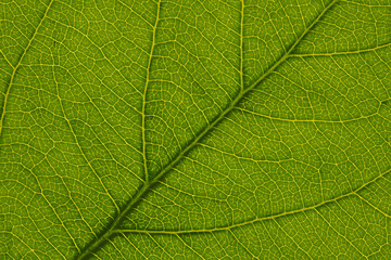 Fototapeta na wymiar Fresh leaf of fruit tree close up. Mosaic pattern of a net of yellow veins and green plant cells. Abstract background on a floral theme. Beautiful summer wallpaper. Macro