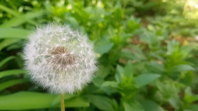 White dandelion in grass. Nature background of dandelions in the grass. Bloomed dandelion in nature grows from green grass