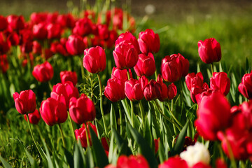 Field of red tulips, spring red bright blossom. Seasonal fresh tulip flowers field.