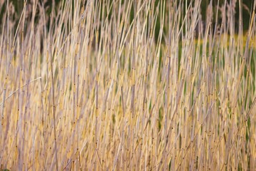 Abstract background from the stems of dry plants. Natural background