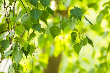 green birch leaves against the background of nature - obrazy, fototapety, plakaty
