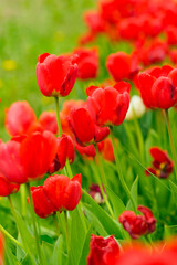Red tulips in green grass, spring red bright blossom. Fresh tulip flowers blooming in the field.