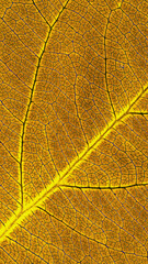 Leaf of fruit tree close-up. Beautiful summer mobile phone wallpaper. Brown and yellow mosaic pattern of a net of veins and plant cells. Bright abstract inverted background. Vertical backdrop. Macro