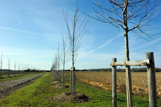 plantation d'arbres