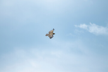 sky, bird, flying, blue, fly, flight, seagull, clouds, nature, birds, cloud, animal, freedom, wildlife, gull, wings, wild, eagle, white, wing, hawk, air, free