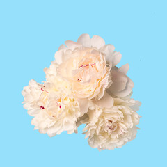 Beautiful aromatic peony flowers on blue pastel background top view. Floral elements for your design.