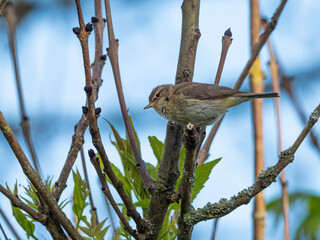 Der Fitis (Phylloscopus trochilus) auf einem Ast vor blauem Hintergrund