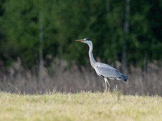 Ein Graureiher  (Ardea cinerea) auf einer Wiese in Oberbayern