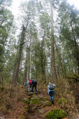Fototapeta premium Group of tourists hiking and climbing to the top of El Pinal volcanic mountain in Puebla, Mexico