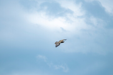 sky, bird, blue, flying, seagull, fly, clouds, flight, cloud, nature, gull, birds, freedom, airplane, wings, air, white, plane, wing, sea, wildlife, eagle, animal, light