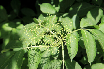 view of a plant branch after petals fall