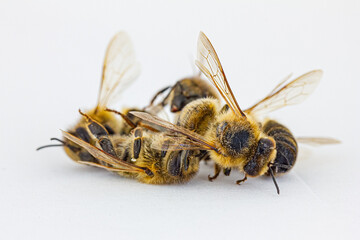 viele tote Bienen vor weißem Hintergrund, auf einem Haufen	