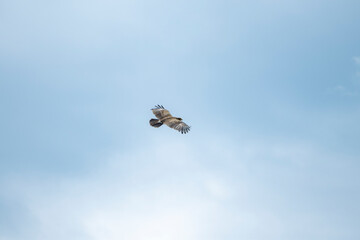 sky, bird, blue, flying, seagull, fly, clouds, flight, cloud, nature, gull, birds, freedom, airplane, wings, air, white, plane, wing, sea, wildlife, eagle, animal, light