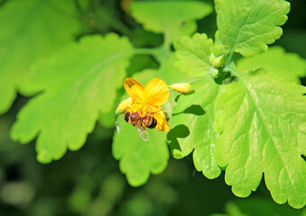  bee collects nectar from a delicious summer flower