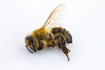 eine verstorbene Bienen vor weißem Hintergrund