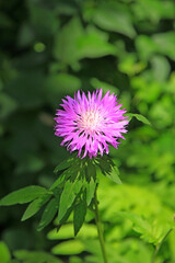bright summer flower in the garden thickets