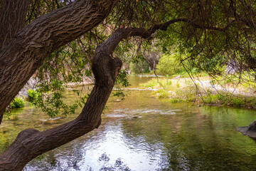 Fototapeta na wymiar Natural landscape of a river with clear waters, trees and vegetation