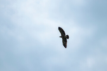 sky, bird, blue, flying, seagull, fly, clouds, flight, cloud, nature, gull, birds, freedom, airplane, wings, air, white, plane, wing, sea, wildlife, eagle, animal, light