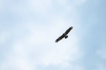 sky, bird, blue, flying, seagull, fly, clouds, flight, cloud, nature, gull, birds, freedom, airplane, wings, air, white, plane, wing, sea, wildlife, eagle, animal, light