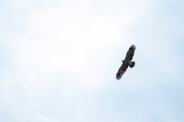 sky, bird, blue, flying, seagull, fly, clouds, flight, cloud, nature, gull, birds, freedom, airplane, wings, air, white, plane, wing, sea, wildlife, eagle, animal, light