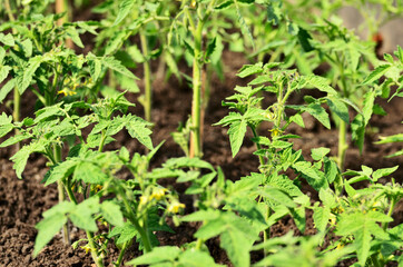 A bed with flowering tomatoes view from above close-up. High quality photo