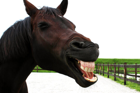 Portrait of funny horse. Smiling horse. 