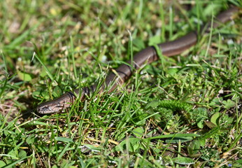Blindschleiche im Garten