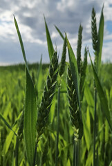 fresh green wheat field during summer day.