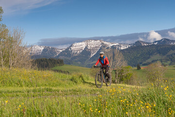 Fototapeta na wymiar smiling senior woman riding her electric mountain bike on a sunny day in early spring with yello flowers on the meadows below the snow capped mountains of Nagelfluh chain near Oberstaufen, Allgaeu 