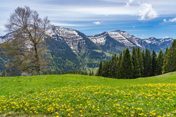 beatiful mountain landscape with yellow blooming meadows , snowcapped mountains and blue sky with Nagelfluh mountain chaie an Mount Hochgrat, Allgaeu area near Oberstaufen, Bavaria