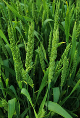 fresh green wheat field during summer day.