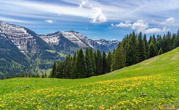 beatiful mountain landscape with yellow blooming meadows , snowcapped mountains and blue sky with Nagelfluh mountain chaie an Mount Hochgrat, Allgaeu area near Oberstaufen, Bavaria