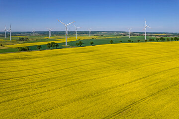 Rapeseed fields in Poland.
