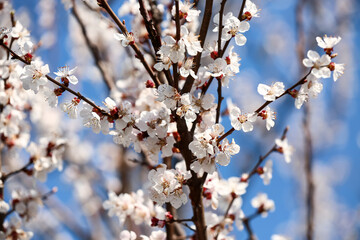 Beautiful blossoming tree outdoors on spring day, closeup